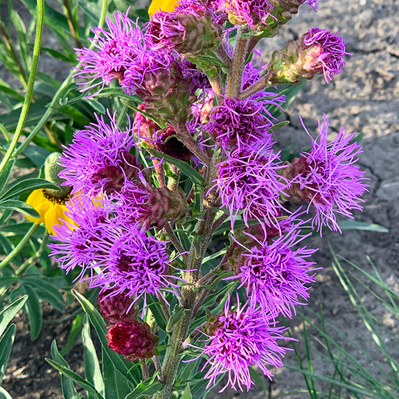 Meadow Blazing Star Plants