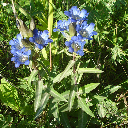 A well-established Gentiana affinis (Pleated Gentian) plant with multiple flower spikes, each topped with clusters of vibrant blue blooms. The plant's upright habit and dense foliage create a striking contrast against the surrounding greenery in its natural habitat.