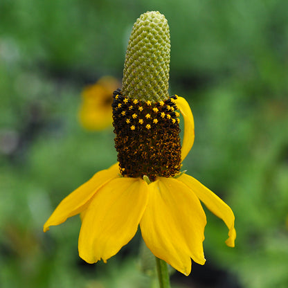 A close-up of a yellow coneflower (Ratibida columnifera) shows its distinctive tall, greenish central cone surrounded by a ring of tiny dark brown disk florets. A skirt of bright yellow drooping petals hangs below the cone, their edges slightly ruffled. The smooth green background keeps the focus on the unique shape and rich color of the flower.