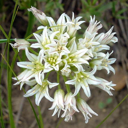 A close-up of Allium textile (Prairie Onion) flowers, showcasing their delicate, pointed petals with faint purple veins. The pale green centers and protruding stamens add to the intricate beauty of the flower cluster.