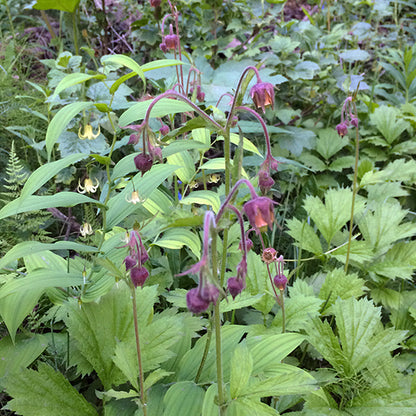 A dense stand of Geum rivale (Purple Avens) growing among mixed woodland vegetation, its gracefully arching stems adorned with drooping, bell-like flowers. The dusky purple sepals and fuzzy stems stand out against a backdrop of bright green foliage. Creamy Twisted Stock flowers peek through in the background, adding to the layered, naturalistic scene.