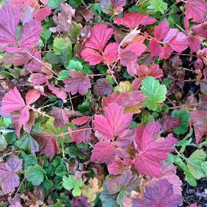 The foliage of Geum rivale (Purple Avens) in autumn, turning deep shades of red, burgundy, and purple. The textured, serrated leaves create a vibrant mosaic of color, with some green still lingering. The warm hues stand out against the dark soil, highlighting the seasonal transition.