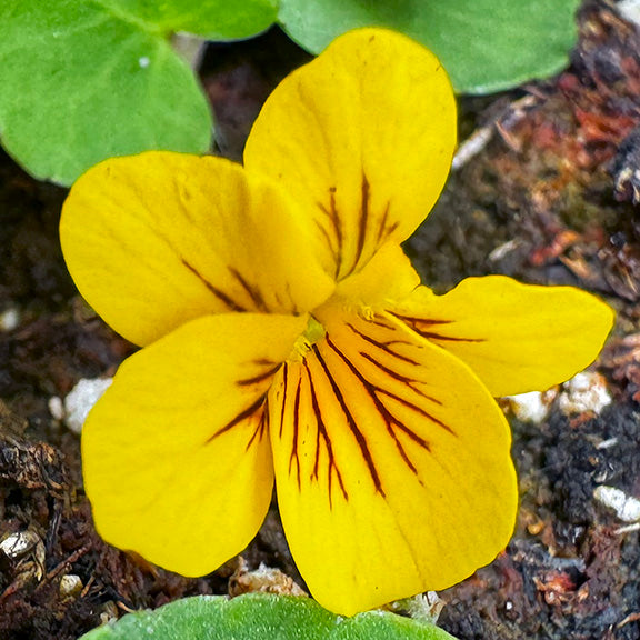 Roundleaf Violet Viola orbiculata - Round-Leaved Yellow Violet – Wild About Flowers