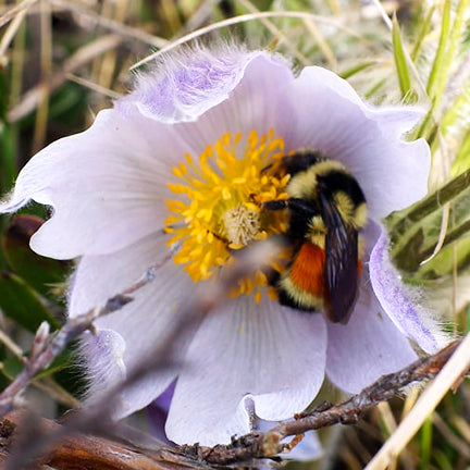 A bumblebee with a bright orange pollen sac dives into the center of a pale purple Prairie Crocus (Pulsatilla nuttalliana) bloom. The soft lavender petals curve gently around the bee as it gathers nectar from the golden yellow stamens, capturing an early spring pollination moment on the prairie.