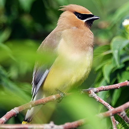 A Cedar Waxwing perches gracefully on a thin branch, its sleek tan and yellow plumage glowing in the sunlight. The bird’s black mask and crest stand out against the soft green background of leafy foliage, while its pale belly fades to a bright yellow tip on the tail.