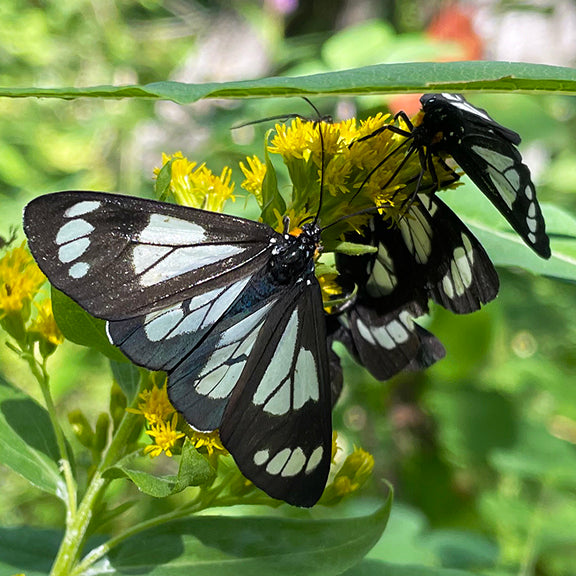 A cluster of black and white Glover’s Silk Moths (Syntomeida epilais) gathers on bright yellow goldenrod flowers. Their delicate, semi-transparent wings contrast beautifully with the vivid blooms, as they feed in the dappled sunlight of a lush green background.