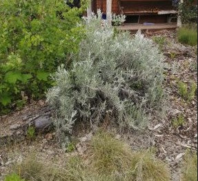 A mature Artemisia cana (Silver Sagebrush) shrub growing in a naturalized garden setting. The plant features silvery-green, finely divided leaves and a sprawling growth habit. It is surrounded by mulch, grasses, and other native vegetation, with a wooden structure visible in the background.