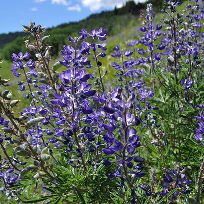 A patch of vibrant blue-purple lupine spikes standing tall against a backdrop of rolling hills and bright blue sky. The silvery foliage contrasts with the surrounding greenery.