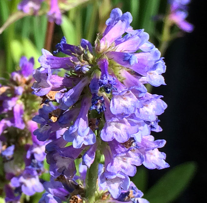 Close-up of a dense, cone-shaped cluster of small, tubular fuschia-blue flowers with flared lips, each bloom lightly dusted with hints of purple and fading at the edges. The delicate blossoms of Penstemon procerus (Slender Penstemon) create a soft, intricate texture against the green background.