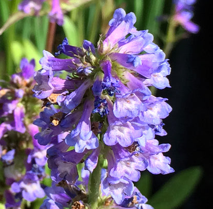 Close-up of a dense, cone-shaped cluster of small, tubular fuschia-blue flowers with flared lips, each bloom lightly dusted with hints of purple and fading at the edges. The delicate blossoms of Penstemon procerus (Slender Penstemon) create a soft, intricate texture against the green background.