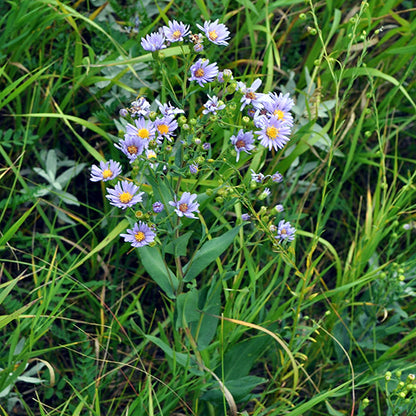 A single, upright Symphyotrichum laeve (Smooth Aster) plant rises above the surrounding grasses, showcasing sprays of lavender-blue blossoms. Each flower features narrow petals radiating around a sunny yellow center, giving the whole plant a light, airy look.