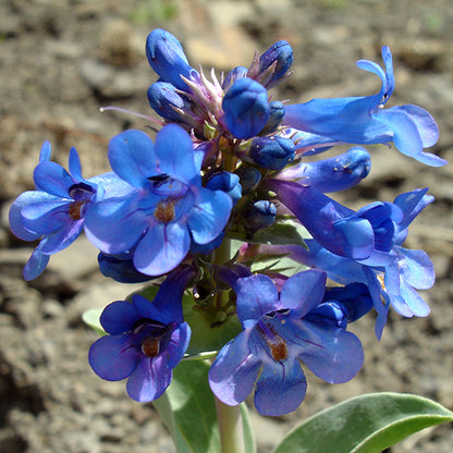 A dense cluster of vivid blue, tubular flowers with slightly flared petal tips and deep purple throats, arranged around a tall flower stalk. The vibrant blossoms of Penstemon nitidus (Smooth Blue Beardtongue) glow against the muted background, showing off their rich color and delicate texture.