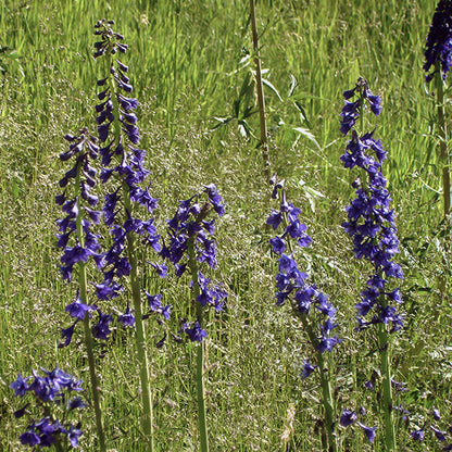 A grouping of Tall Larkspur plants with striking blue spires, standing among tall grasses in a natural meadow setting.
