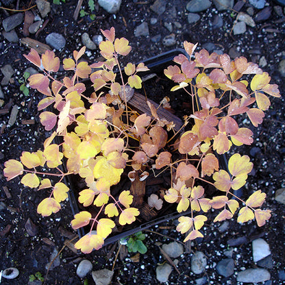 A young Veiny Meadowrue (Thalictrum venulosum) plant growing in a pot displays its colorful fall foliage. The soft, lacy leaves turn brilliant shades of yellow, orange, and red as the season cools, while the fine leaf texture remains delicate. The plant's airy structure hints at its graceful presence in a garden or natural setting.