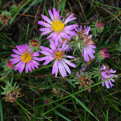 A close-up view of the Western Meadow Aster (Symphyotrichum campestre), showcasing its daisy-like flowers with soft lavender petals radiating around a golden-yellow center. The petals appear slightly curled, and the blooms are interspersed with buds in various stages of development. Slender green leaves and surrounding grasses create a natural backdrop, emphasizing the aster's delicate yet vibrant presence.