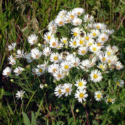 A lush, sprawling Symphyotrichum lanceolatum (Willow Aster) in full bloom, its arching stems laden with a profusion of delicate white flowers. The densely packed blooms create a striking visual, intermingling with other prairie vegetation, making a dense floral display that attracts pollinators.