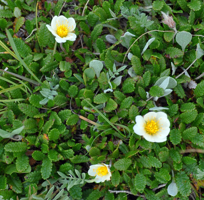 A lush carpet of White Mountain Avens (Dryas octopetala), with several creamy-white flowers scattered among its deeply lobed, leathery green leaves. This ancient species, a relic from the Ice Age, continues to flourish in harsh alpine conditions, just as it did when it lent its name to the Younger Dryas period.