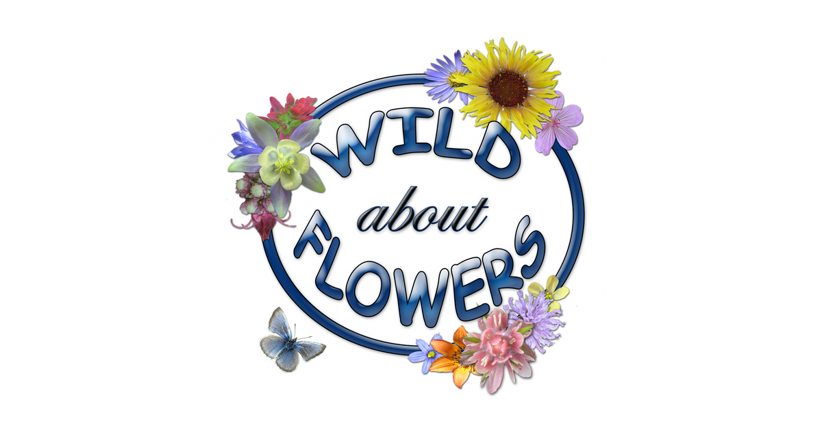 About us wild about flowers