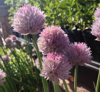 A close-up of Allium schoenoprasum (Wild Chives) flowers in full bloom. The spherical clusters of soft purple petals have a feathery texture, standing out against the green foliage.