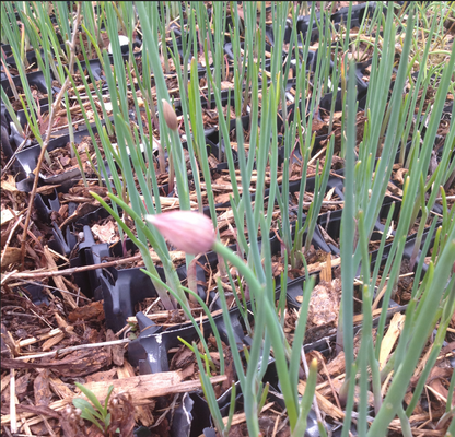 Young Allium schoenoprasum (Wild Chives) plants in a nursery, with tightly packed green shoots emerging from individual containers. Some flower buds are beginning to develop.