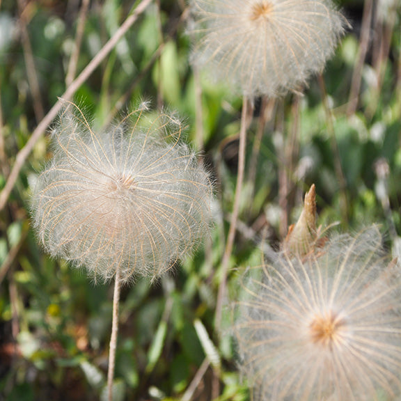 The feathery seed heads of Yellow Mountain Avens (Dryas drummondii) catch the sunlight, their silky plumes swirling into delicate spirals. These wispy, golden seed clusters add a dreamy texture to late-season meadows and alpine landscapes.