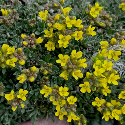 A close-up view of Yellowstone Draba (Draba incerta) reveals clusters of tiny, vibrant yellow flowers nestled among dense mats of dark green, fuzzy foliage. Each bright bloom pops against the silvery hairs of the leaves, highlighting this hardy alpine plant's ability to thrive in rocky, exposed environments.
